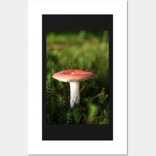 Toadstool Posters and Art